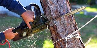 Reliable Albany, OR Tree Services Solutions