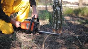 Why Choose Our Tree Removal Services in Albany, OR?