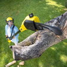 Best Lawn Pest Prevention  in Albany, OR