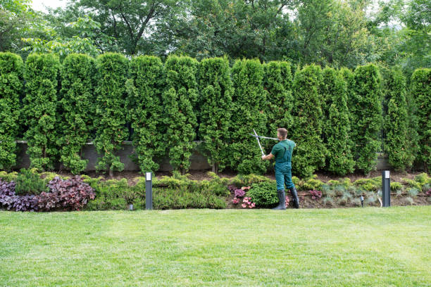 Lawn Drainage Solutions in Albany, OR