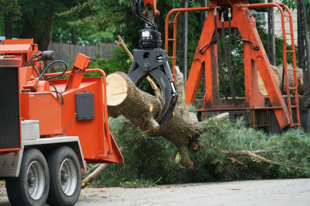 Best Tree Cabling and Bracing  in Albany, OR